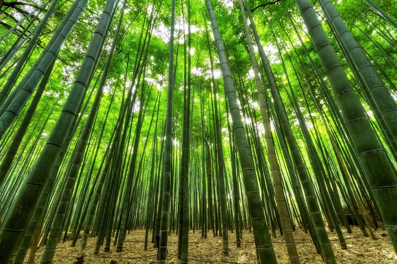 Phoenix Feather Bamboo