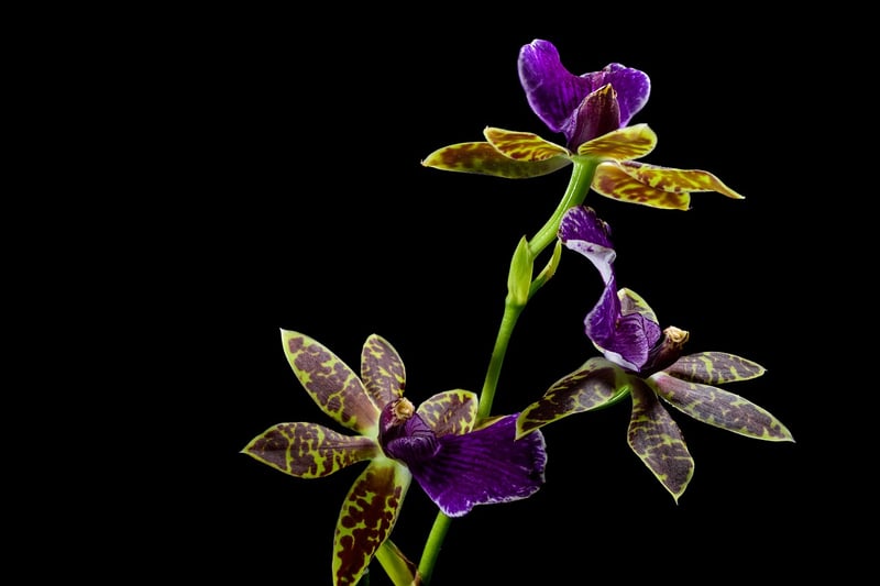 Ghost Orchid