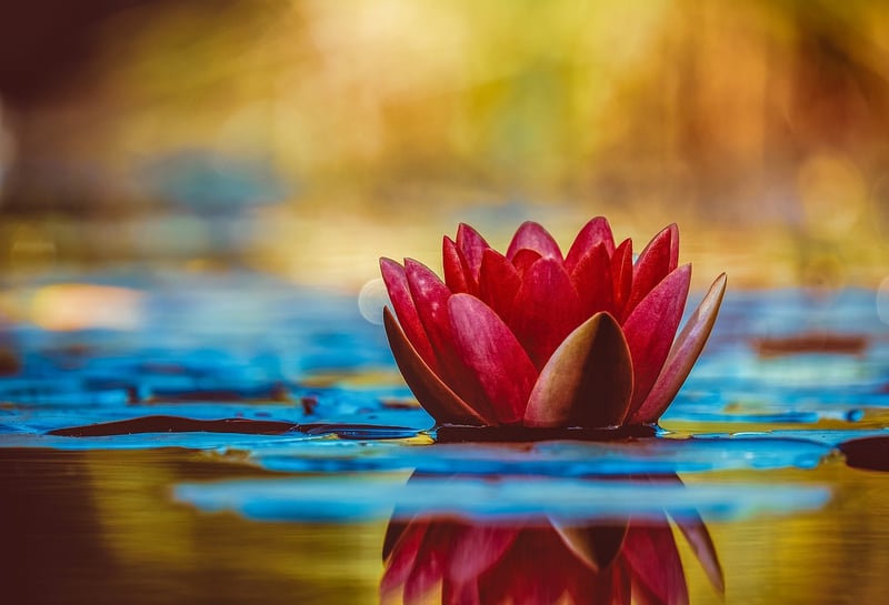 Moonlit Lotus