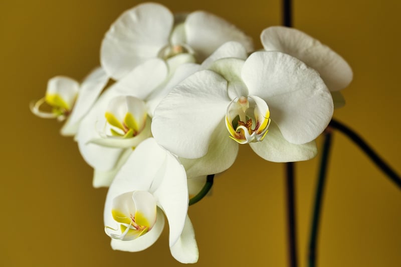 Dragon's Breath Orchid